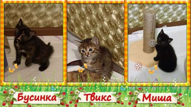 котята ищут дом котята ищут дом
