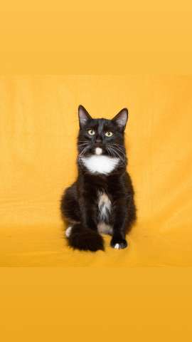 Котята бесплатно Котята бесплатно