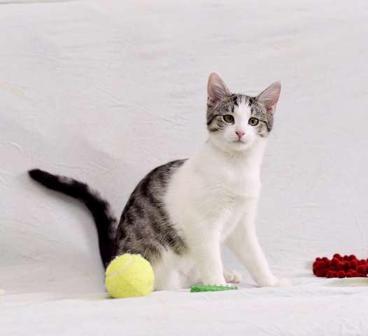 Крис — главный приз! Котенок в добрые руки Крис — главный приз! Котенок в добрые руки