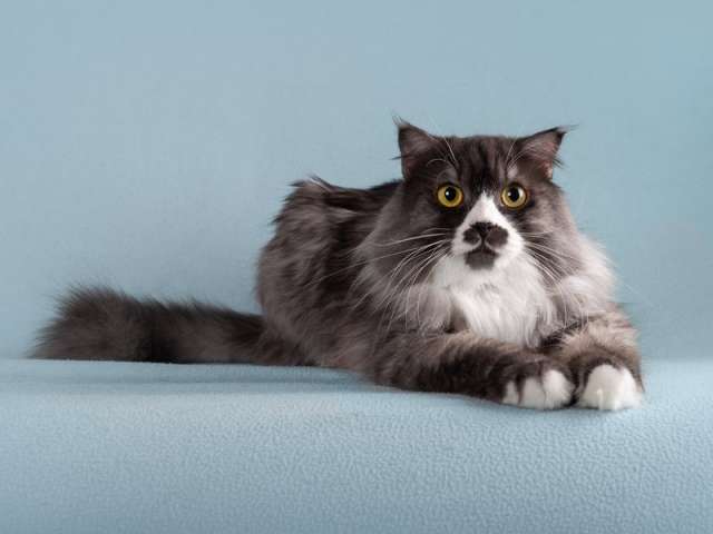 Ласковый котик Рома ищет дом. Ласковый котик Рома ищет дом.