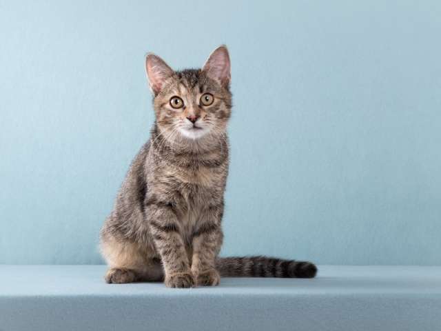 Котенок-девочка Забава очень ждет добрых и заботливых хозяев. Котенок-девочка Забава очень ждет добрых и заботливых хозяев.