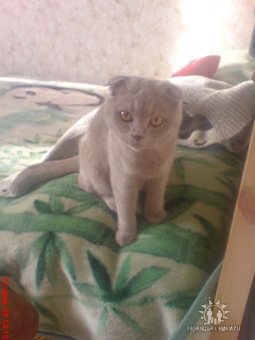 скотиш фолд скотиш фолд