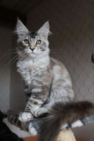 Кошечка породы мейн-кун. Кошечка породы мейн-кун.