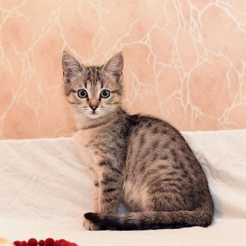 Ручной и ласковый котенок Серафима в добрые руки Ручной и ласковый котенок Серафима в добрые руки