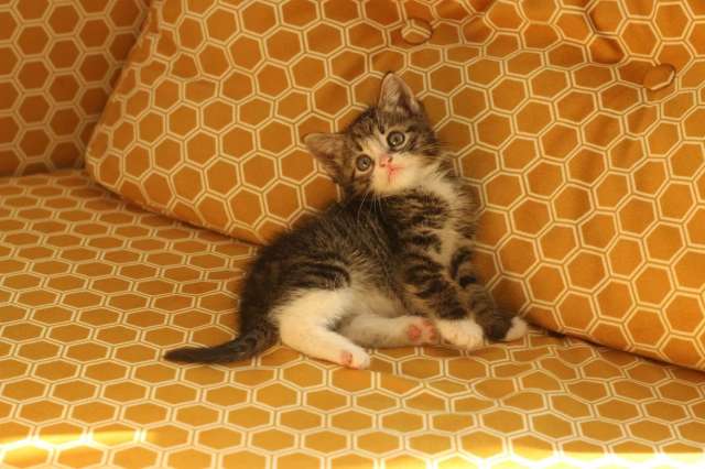 Ищет дом котенок Ищет дом котенок