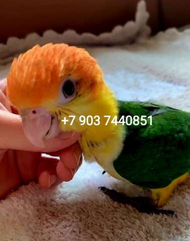 Рыжеголовый белобрюхий попугай, или каик (Pionites leucogaster) птенцы выкормыши Рыжеголовый белобрюхий попугай, или каик (Pionites leucogaster) птенцы выкормыши
