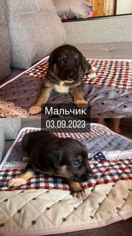 Два щенка - брата от мамы-метиса спаниеля ищут дом Два щенка - брата от мамы-метиса спаниеля ищут дом