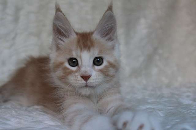 Котенок мейн-кун ищет любящих хозяев. Котенок мейн-кун ищет любящих хозяев.