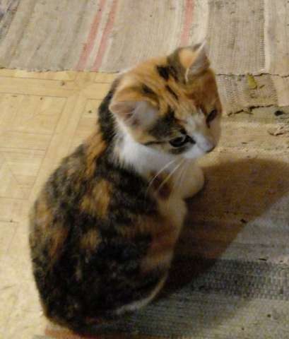 Нежные котята ищут дом Нежные котята ищут дом