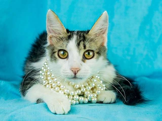 Котёнок девочка в добрые руки Котёнок девочка в добрые руки
