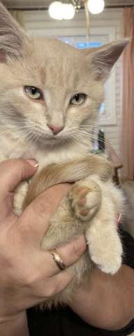 Котенок бесплатно мальчик Котенок бесплатно мальчик