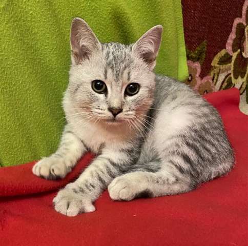 Котенок Пуша-булочка в дар Котенок Пуша-булочка в дар