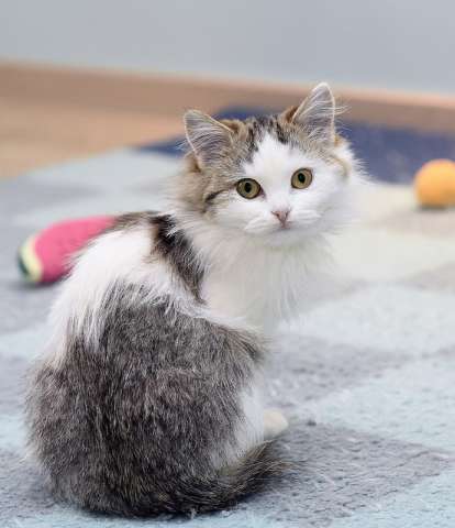 Ласковый и ручной пушистый котенок Котя в добрые руки Ласковый и ручной пушистый котенок Котя в добрые руки