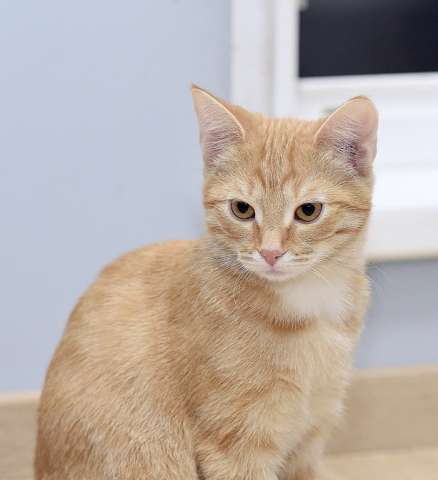 Рыжий котенок Бусинка в добрые руки Рыжий котенок Бусинка в добрые руки
