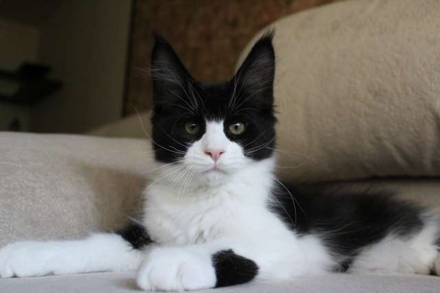 Мейн-кун котенок! Мейн-кун котенок!