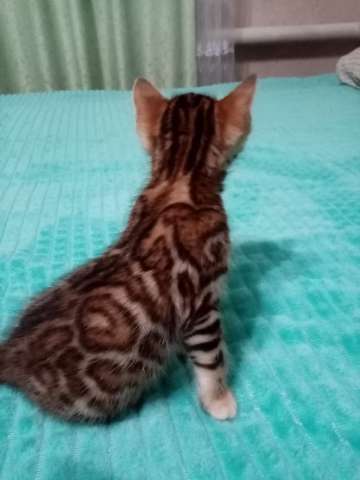 Бенгальские котята Бенгальские котята