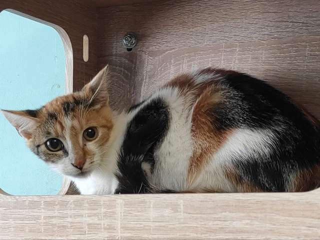 Котята в поиске дома! Котята в поиске дома!