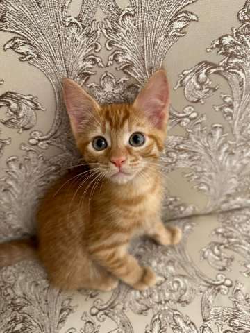 Рыжие котята от мамы мейн-куна Рыжие котята от мамы мейн-куна