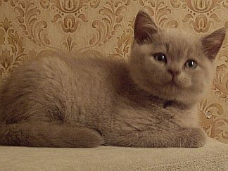ВЫБИРАЙТЕ КОТЁНКА ДУШОЙ.ЗАГЛЯНИТЕ ЕМУ В ГЛАЗА...И ВЫ ПОЧУСТВУЕТЕ ,ГДЕ ВАШЕ МАЛЕНЬКОЕ ЧУДО!!!!!!!!! ВЫБИРАЙТЕ КОТЁНКА ДУШОЙ.ЗАГЛЯНИТЕ ЕМУ В ГЛАЗА...И ВЫ ПОЧУСТВУЕТЕ ,ГДЕ ВАШЕ МАЛЕНЬКОЕ ЧУДО!!!!!!!!!