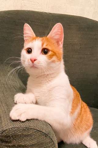 Рыжий кот, молодой Рыжун в добрые руки Рыжий кот, молодой Рыжун в добрые руки