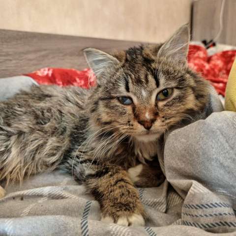 Котенок с лейкозом Котенок с лейкозом