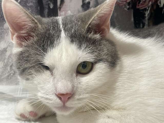 Одноглазый котенок Базилик — никто не хочет взять его домой Одноглазый котенок Базилик — никто не хочет взять его домой