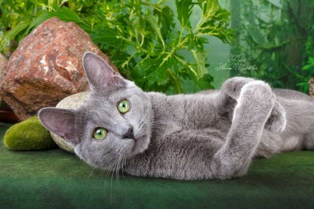 Русские голубые котята Русские голубые котята