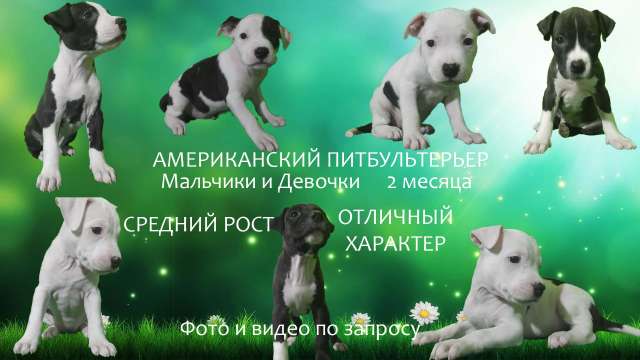 Белые щенки питбуля 2 месяца Белые щенки питбуля 2 месяца