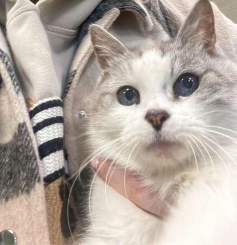 Кошка в добрые руки Кошка в добрые руки