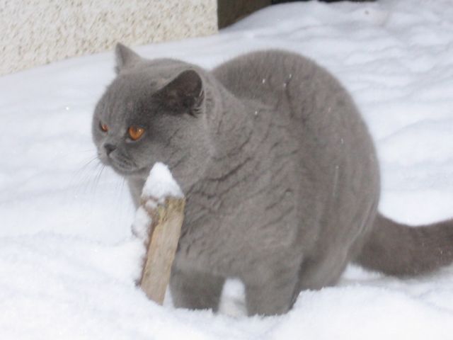 Вязка британских кошечек Вязка британских кошечек