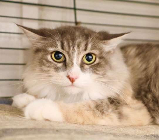 Уютная меховая кошка Жасмин в дар Уютная меховая кошка Жасмин в дар