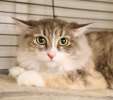 Уютная меховая кошка Жасмин в дар