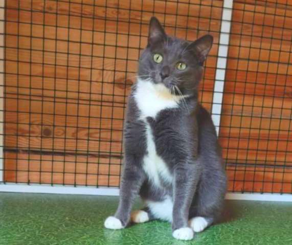 Гамлет, серый принц. Молодой котик в добрые руки. Гамлет, серый принц. Молодой котик в добрые руки.