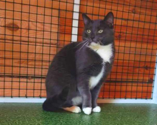 Гамлет, серый принц. Молодой котик в добрые руки. Гамлет, серый принц. Молодой котик в добрые руки.