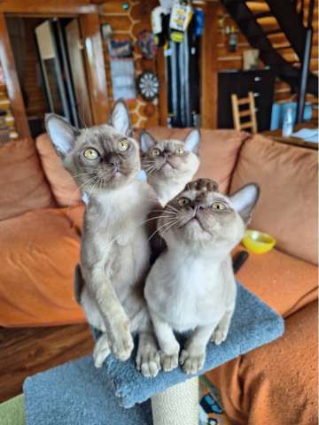 Бурманские котята Бурманские котята
