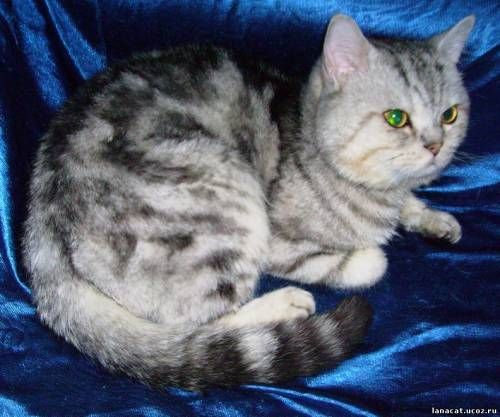 Британский кот (страйт) приглашает на вязку Британский кот (страйт) приглашает на вязку