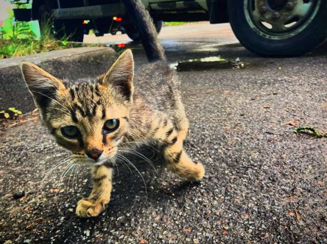 КОТЯТА ЗАВОДЧАНЕ КОТЯТА ЗАВОДЧАНЕ