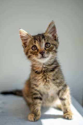 Самые ласковые котята, которым больше всех нужен дом Самые ласковые котята, которым больше всех нужен дом