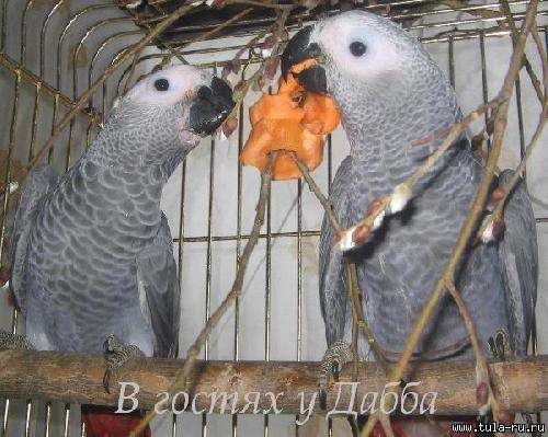 Продам говорящего птенца Продам говорящего птенца