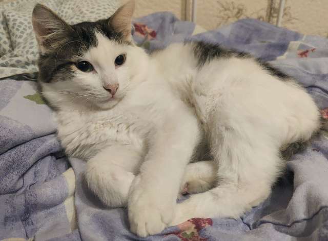 Ласковый котик ищет дом Ласковый котик ищет дом