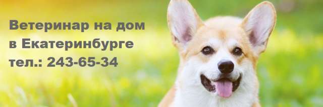 Вызвать ветеринара на дом в Екатеринбурге Вызвать ветеринара на дом в Екатеринбурге