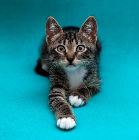 Ласковый котенок Аперольчик в добрые руки Ласковый котенок Аперольчик в добрые руки