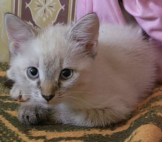 Сиамские котята ищут дом Сиамские котята ищут дом