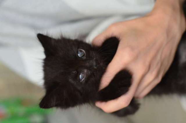 Спокойный котенок Космос в добрые руки! Спокойный котенок Космос в добрые руки!
