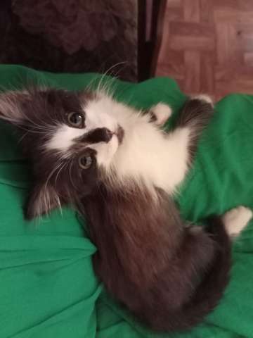 отдам котенка девочку отдам котенка девочку