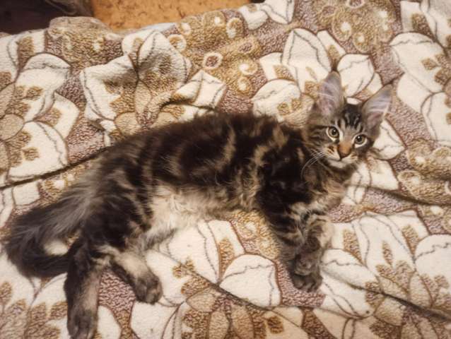 Котята мейн-кун мраморного окраса. Котята мейн-кун мраморного окраса.