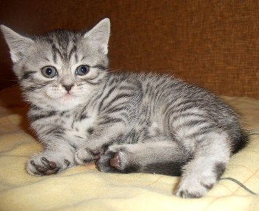 Чистокровные британские котята редких окрасов Чистокровные британские котята редких окрасов