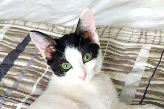 Хелло, Китти! Котенок в добрые руки. Хелло, Китти! Котенок в добрые руки.