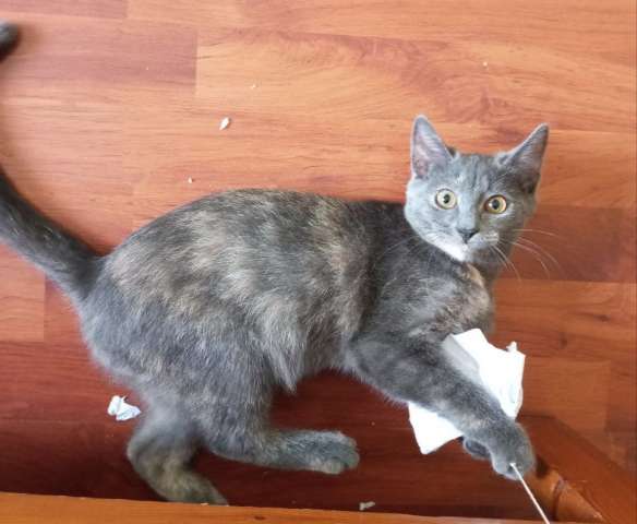 Котенок 6 месяцев ищет дом Котенок 6 месяцев ищет дом