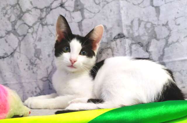 Хелло, Китти! Котенок в добрые руки. Хелло, Китти! Котенок в добрые руки.